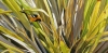 Nest Foraging 
                           by Reenie Kennedy